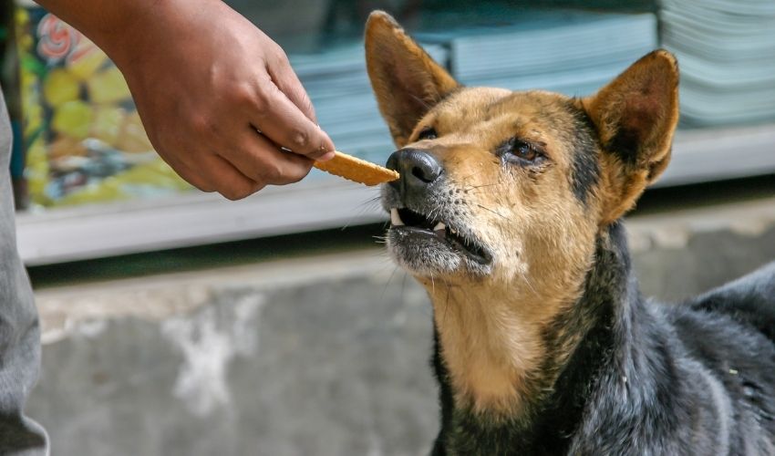 Cách chăm sóc chó săn Transylvanian từ 1-2 tháng tuổi: Bí quyết nuôi dưỡng và chăm sóc chó săn nhỏ