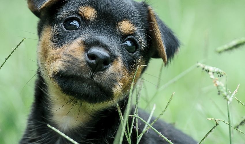 Chó săn Transylvanian đi ngoài có cần uống nước không: Bí quyết chăm sóc hiệu quả