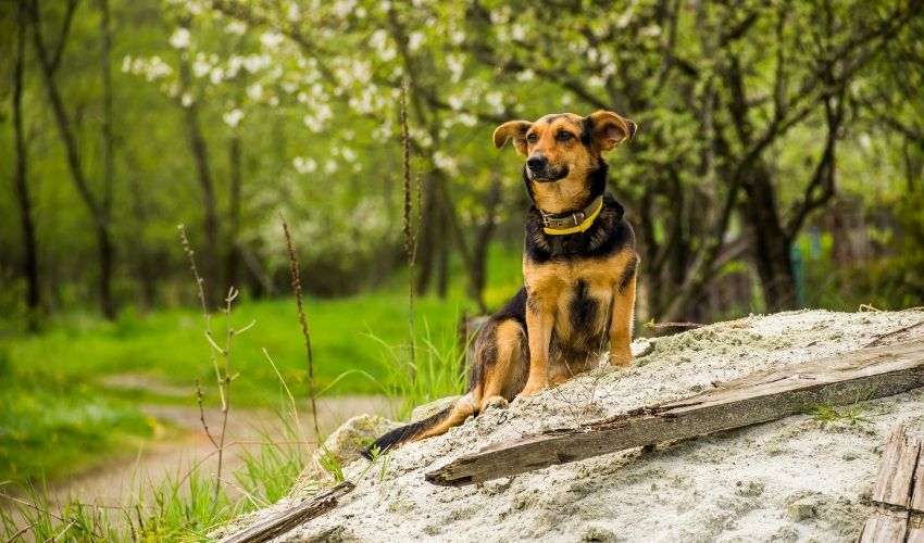 Những phương pháp chăm sóc vệ sinh cho chó săn Transylvanian một cách dễ dàng